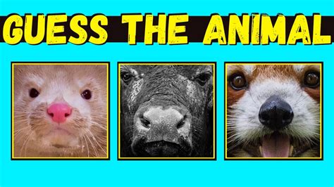 Guess The Animal By Close Up? Can You Guess The Animal ...