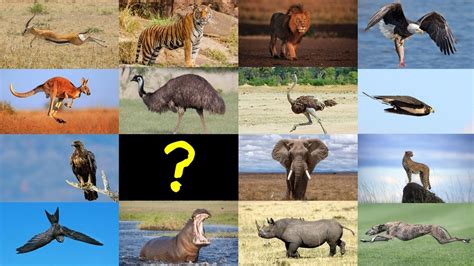 Guess the Animal Quiz: Which is the fastest? | Animal Fact ...