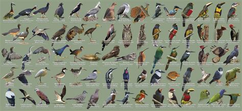 Guia: as aves da Amazônia Mato Grossense     o  eco