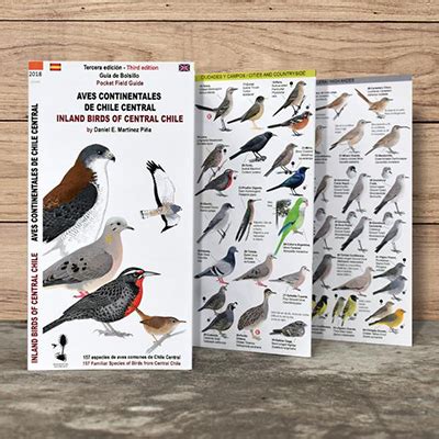 Guía aves de Chile central   Librería Libro Verde