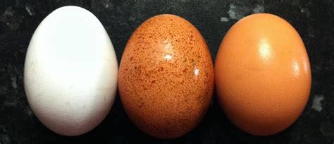 Guía Clasificacion de los huevos por numero [3,2,1,0]