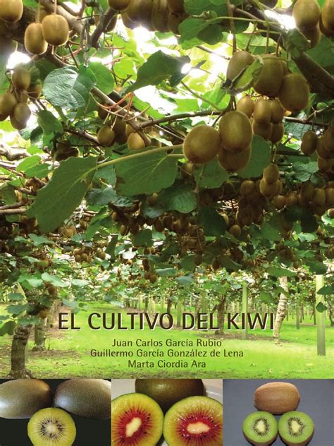 Guia Cultivo Kiwi | Flores | Hoja