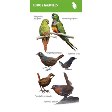 Guía de Aves de Chile Central