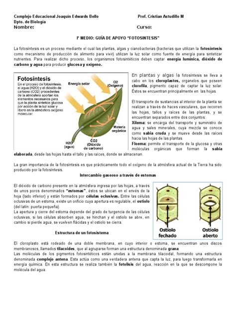 Guía de Estudio Fotosintesis | Fotosíntesis | Cloroplasto