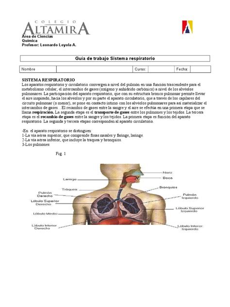 Guia de Trabajo Sistema Respiratorio 2013 | Pulmón | Sistema respiratorio