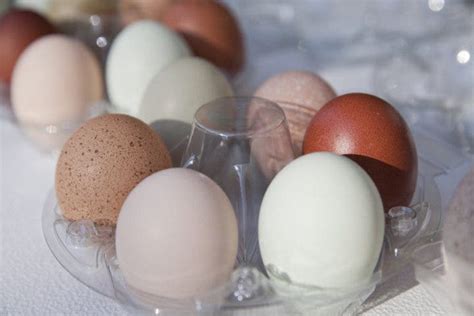 Guía definitiva de las categorías de los huevos y su importancia