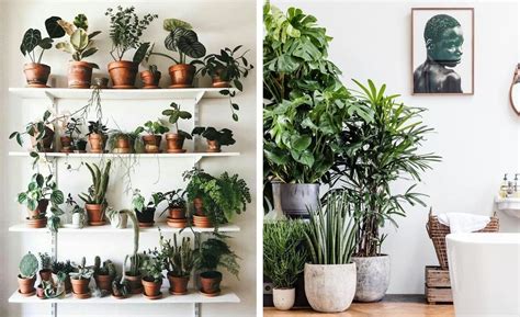 Guia para cuidar de plantas em casa  e as 10 mais simples ...