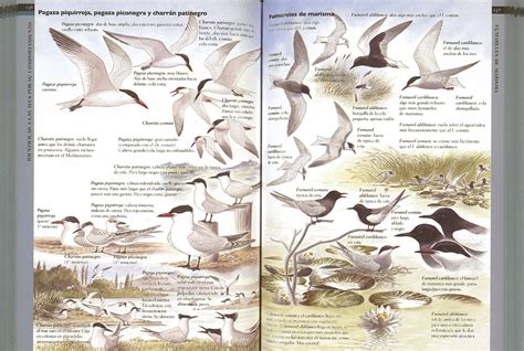 Guía para identificar aves por su comportamiento | Editorial Susaeta ...