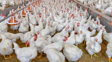 Guía para la Cría de Pollos de Engorde. Megagro Store