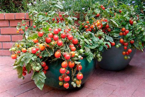 Guía para plantar tomates en casa   Sonora Star