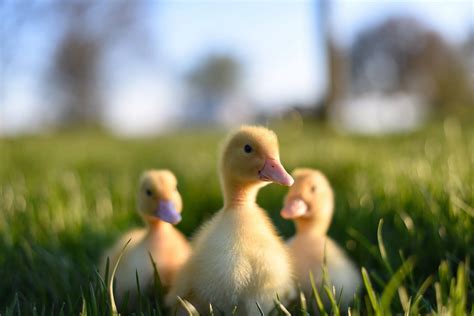 Guía Por Pasos sobre los Cuidados de Patos Pequeños | Planeta Avícola
