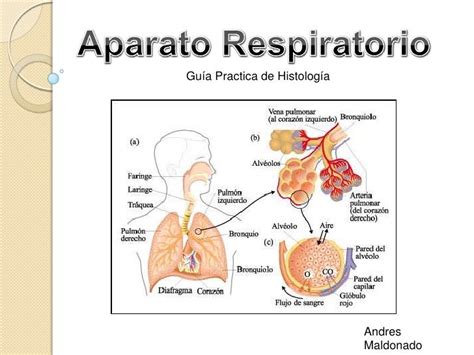 Guia practica de histologia  aparato respiratorio
