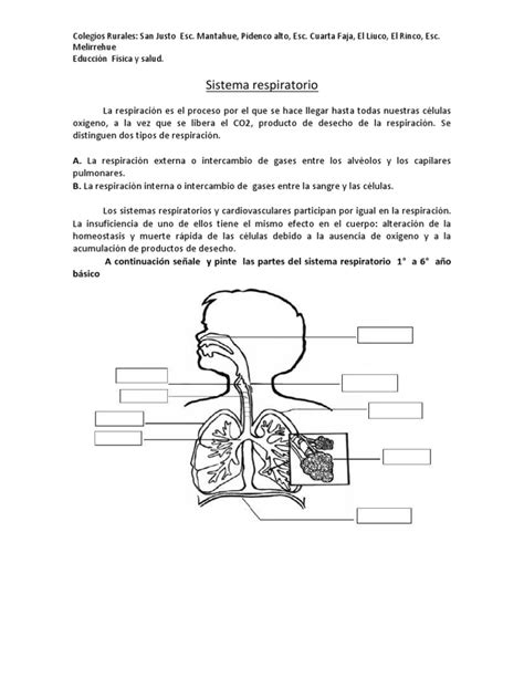 Guia Sistema Respiratorio | Lung | Respiratory System