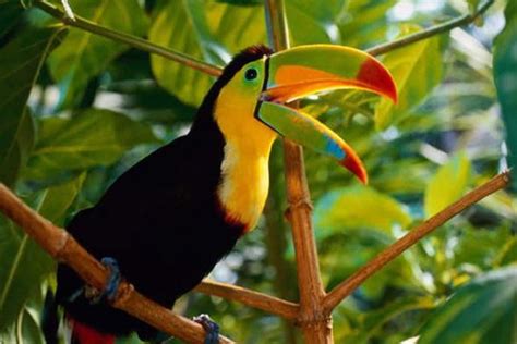 GuiaPuyo . Flora y fauna de la Amazonía Ecuatoriana / Pastaza