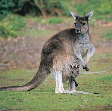 Guide to Australia’s animals – Tourism Australia