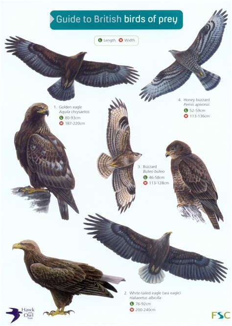 Guide to British Birds of Prey | NHBS Field Guides ...