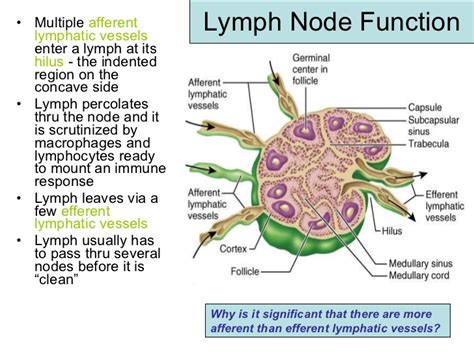 Guide To Composition And Function Of Lymph in Lymphatic system