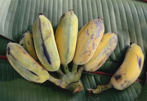 Guide to Six Different Types of Bananas