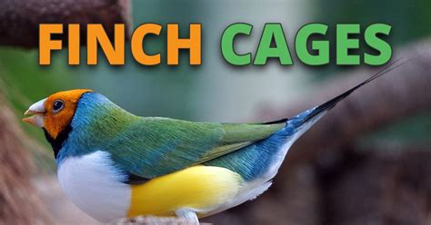 Guide to the Best Finch Cage For Sale