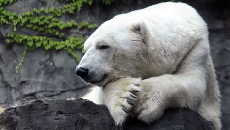 Gus the polar bear dies at Central Park Zoo