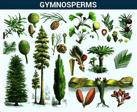 Gymnosperms   Introduction,Characteristics and its ...