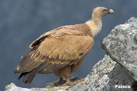 Gyps fulvus Griffon Vulture Buitre común / Buitre Leonado