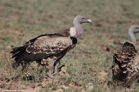 Gyps rueppelli – Ruppell’s Vulture  Ethiopia, Tanzania ...