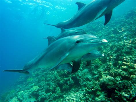Hábitos de Alimentación de los delfines » DELFINPEDIA