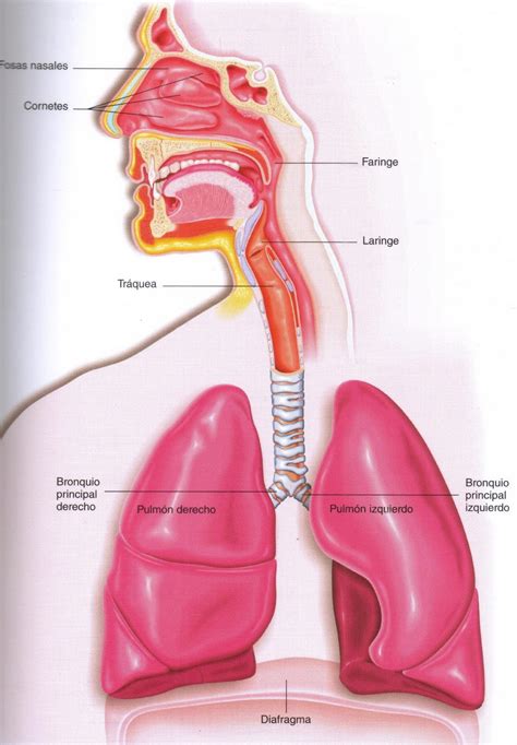 Habitos saludables aparato respiratorio | Publish with Glogster!