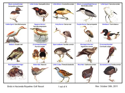 Hacienda Riquelme Blog: Naturaleza y observación de aves ...