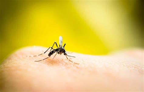 Haga un repelente natural de mosquitos para huir de los mosquitos con ...