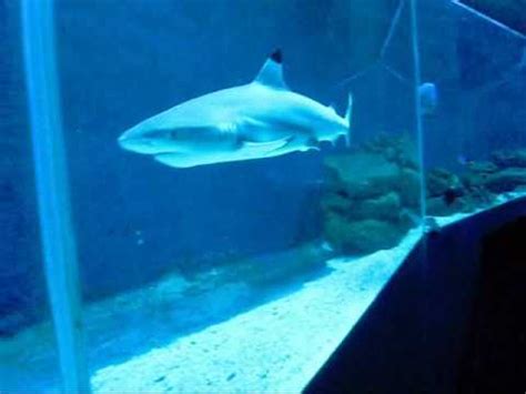 Haie Sharks Zoo Leipzig Aquarium CIMG 0029 YouTube