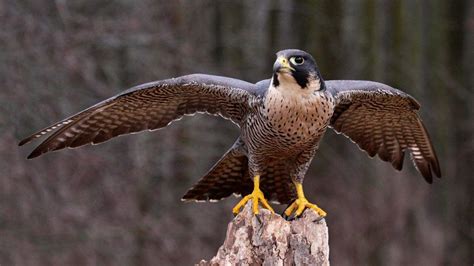 Halcón peregrino, el ave más rápida del mundo | Falco ...