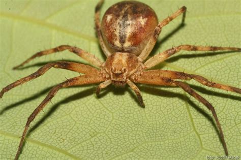 Hallan 11 nuevos tipos de arañas en España, donde hay 1 ...