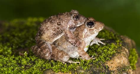 Hallan 4 nuevas especies de ranas de madriguera en la India