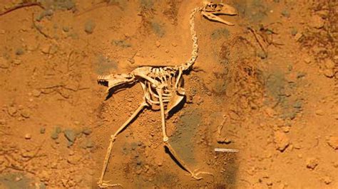 Hallan en Argentina los fósiles de un  ave del terror  | HISPANTV