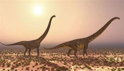 Hallan en China una nueva especie de dinosaurio con cuello ...