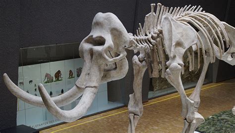 Hallan fósiles animales de entre 10.000 y 14.000 años en el centro de ...