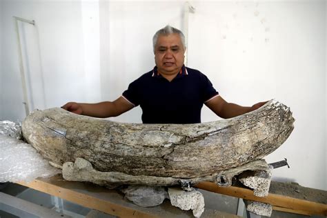 Hallan fósiles animales de entre 10 y 14 mil años en el centro de México