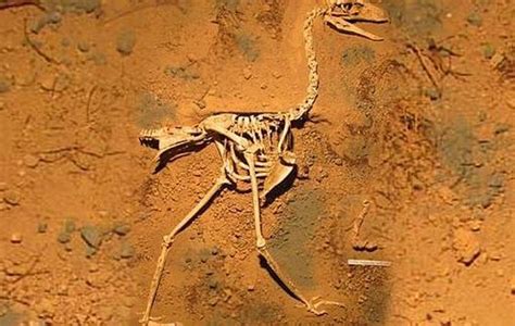 Hallan fósiles de aves carnívoras de 3,5 millones de años en costa ...