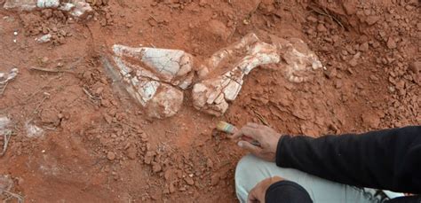 Hallan fósiles del “primer dinosaurio gigante” de la Tierra