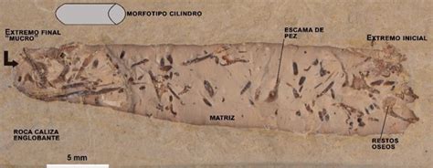Hallan heces fósiles en Las Hoyas  Cuenca  que permiten ...