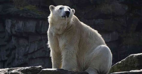 Hallan un oso polar hambriento a 800 kilómetros de su ...