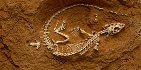 Hallan un yacimiento de huesos fósiles de dinosaurio | Fósiles de ...