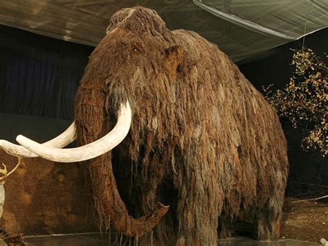 Hallaron restos de un posible mamut de 10.000 años en Santa Fe