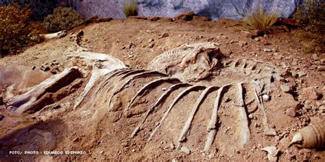 Hallaron restos fosiles en Argentina   Taringa!