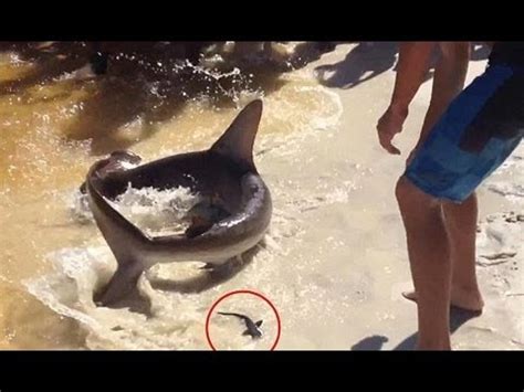 Hammerhead Shark Gives Birth on Florida Beach   YouTube