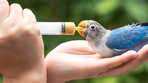 Hand feeding birds: when and how you should start trying?   Versele Laga