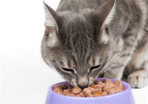 Happy Cat Home: What Do Cats Eat