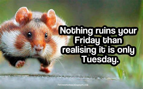 Happy & Funny Tuesday Quotes With Images, Pictures